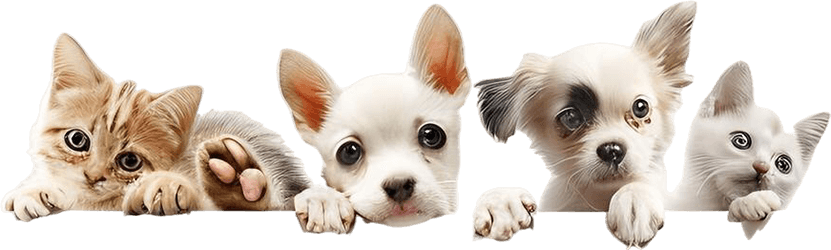 Royal Birman Kittens | Adopt a Birman Kitten Today